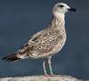 2cy michahellis in August, ringed in Switzerland.