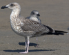 juvenile michahellis in August. (83051 bytes)