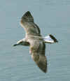 juvenile michahellis in August. 