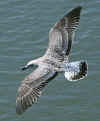juvenile michahellis in August. 