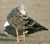 juvenile michahellis in August.