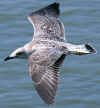 juvenile michahellis in August. (107058 bytes)