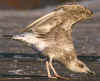 juvenile michahellis in August. (96352 bytes)