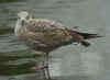 1cy michahellis in December, ringed in Spain. (78094 bytes)