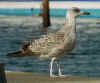 1cy michahellis in November, ringed in S France. (73644 bytes)