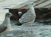 1cy michahellis in November, ringed in S France. (68570 bytes)