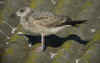 1cy michahellis in November, ringed in Italy. (74001 bytes)