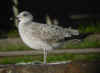 1cy michahellis in November, ringed in S France. (59501 bytes)