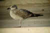 1cy michahellis in November, ringed in S France. (60510 bytes)