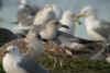 1cy michahellis in November, ringed in S France. (56533 bytes)