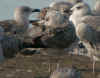 1cy michahellis in November, ringed in S France. (79202 bytes)