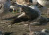 1cy michahellis in November, ringed in S France. (76068 bytes)