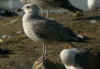 1cy michahellis in November, ringed in S France. (59949 bytes)