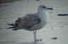 1cy michahellis in November, ringed in S France. (73894 bytes)