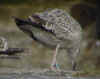 4704.jpg (62225 bytes)