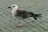 1cy L. michahellis in September, ringed in Italy. (49714 bytes)