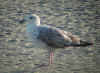 2cy michahellis in April, ringed in Switzerland. (76881 bytes)