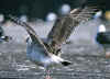 2cy michahellis in August, ringed in Switzerland.