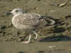 2cy michahellis in August, ringed in S France. (75783 bytes)