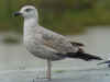 2cy michahellis in April, ringed in S France. (65347 bytes)