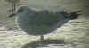 8896.jpg (62674 bytes)