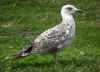 2cy michahellis in July, ringed in Spain. (101926 bytes)