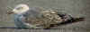 5550.jpg (103697 bytes)