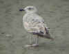 2cy michahellis in May, ringed in S France. (69536 bytes)