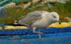 2cy michahellis in November. (83439 bytes)