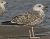 2cy michahellis in October, ringed in S France. (57833 bytes)