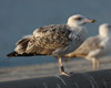 2cy michahellis in August, ringed in Switzerland.
