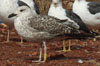2cy michahellis in August, ringed in Switzerland.