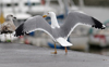 adult michahellis Yellow-legged Gull in November. (56596 bytes)