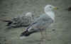 3cy michahellis in June, ringed in S France. (73694 bytes)
