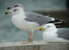 3cy michahellis in November, ringed in Spain. (73569 bytes)