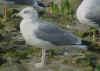 3cy michahellis in September, ringed in S France. (77136 bytes)