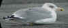 6659.jpg (84765 bytes)