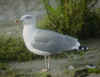 sub-adult michahellis in September, ringed in S France. (68971 bytes)