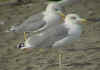 sub-adult michahellis in September, ringed in S France. (65876 bytes)