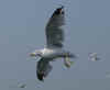 adult michahellis Yellow-legged Gull in August. (34905 bytes)