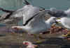 adult michahellis Yellow-legged Gull in August. (72502 bytes)