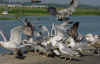 adult michahellis Yellow-legged Gull in August. (94882 bytes)