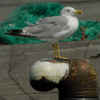 adult michahellis Yellow-legged Gull in August. (65168 bytes)