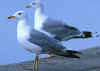 adult michahellis Yellow-legged Gull in August. (27643 bytes)