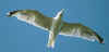 adult michahellis Yellow-legged Gull in August. (22168 bytes)