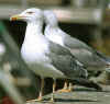 adult michahellis Yellow-legged Gull in August. (32276 bytes)