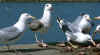 adult michahellis Yellow-legged Gull in August. 