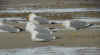 adult michahellis Yellow-legged Gull in November. (65190 bytes)