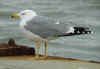 sub-adult michahellis in November.