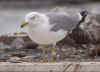 sub-adult michahellis in November, ringed in NE Spain. (67706 bytes)